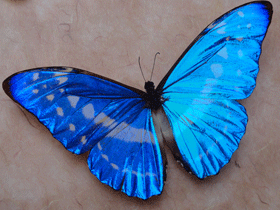 natuurmuseum-vlinder.gif